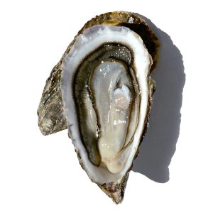 Huître