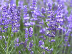 La lavande est-elle sans danger pour le chat ?