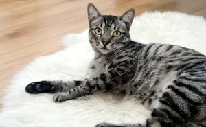 Le chat tabby tigré : caractéristiques et comportement