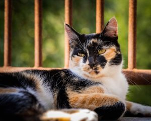 Le chat tricolore calico : origine et signification