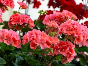 Le géranium est-il dangereux pour le chat ?