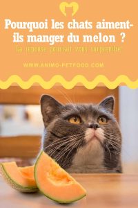 Le melon est-il bon pour le chat ?