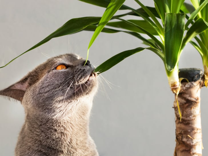 Le yucca est-il toxique pour les chats ?
