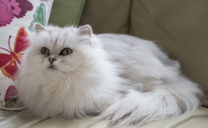 Les races de chats originaires du Royaume-Uni