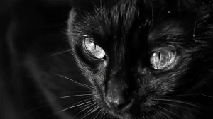 Nommer un chat noir : idées et inspirations