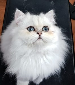 Où acheter un chat persan en toute confiance