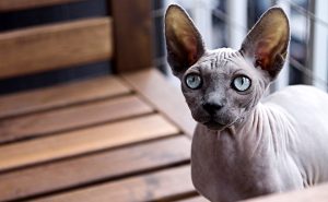 Où acheter un chat sphynx sans risque