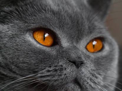 Pourquoi certains chats ont les yeux orange