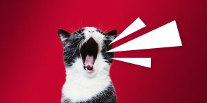 Pourquoi les chatons miaulent autant ?