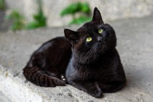 Quelle est la race de chat naturellement noire ?