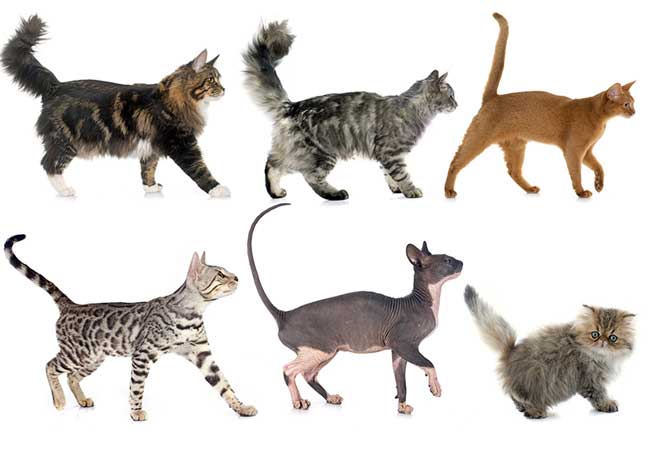 Quelle race de chat choisir quand on a un petit budget ?