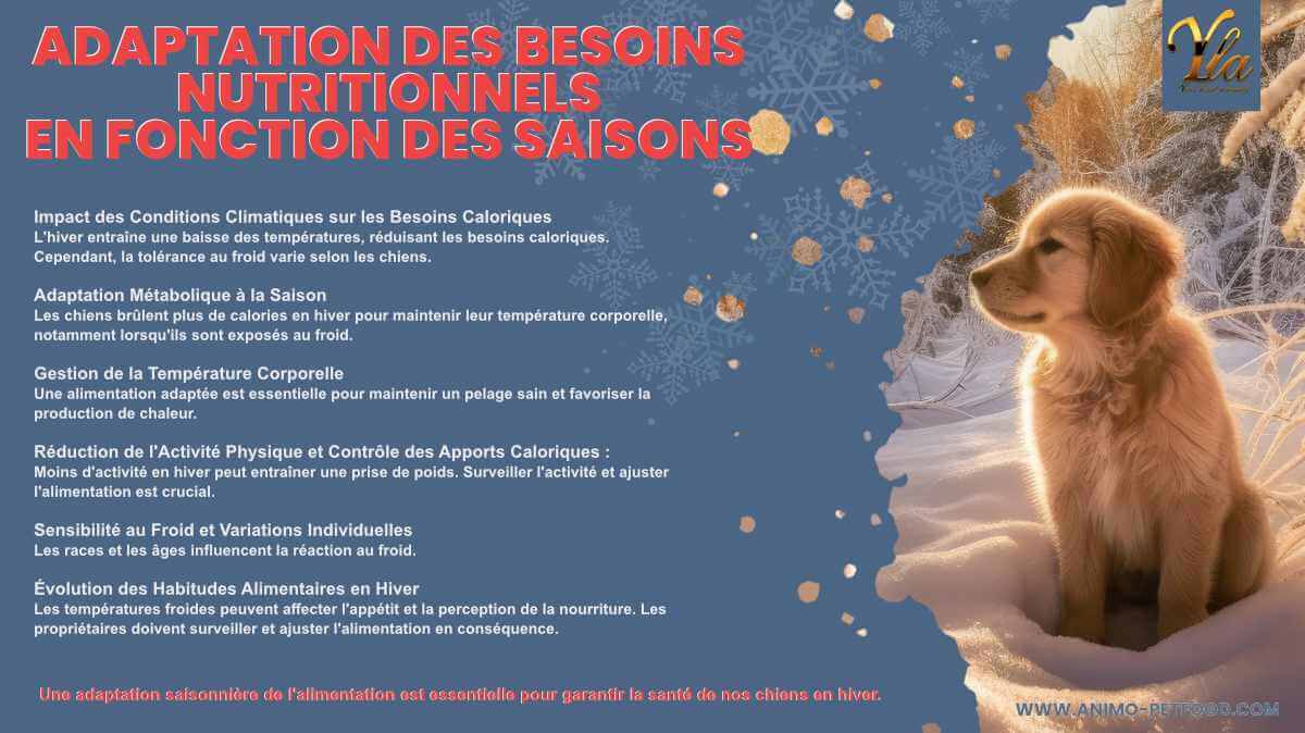 Sécurité saisonnière : protéger son chien selon les saisons