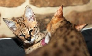 Tout savoir sur la vente de chats savannah