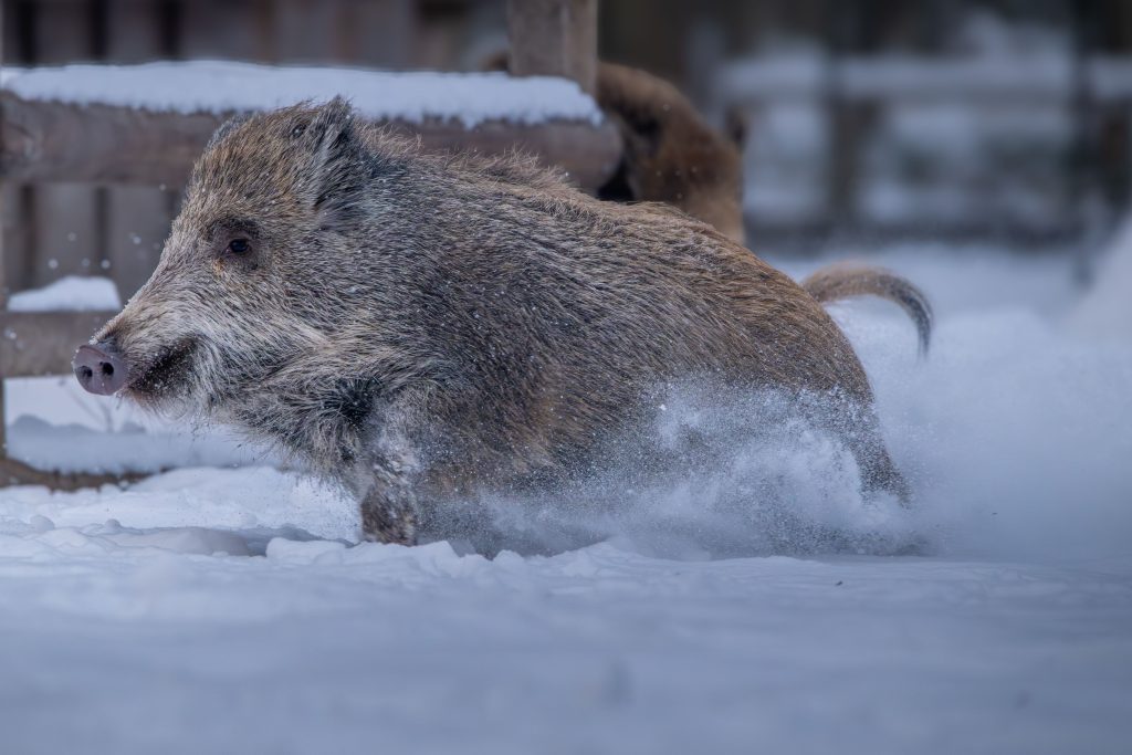 À quelle vitesse peut courir un sanglier dans la nature ?