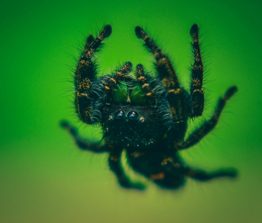 Araignée verte : est-elle dangereuse et comment s'en protéger ?