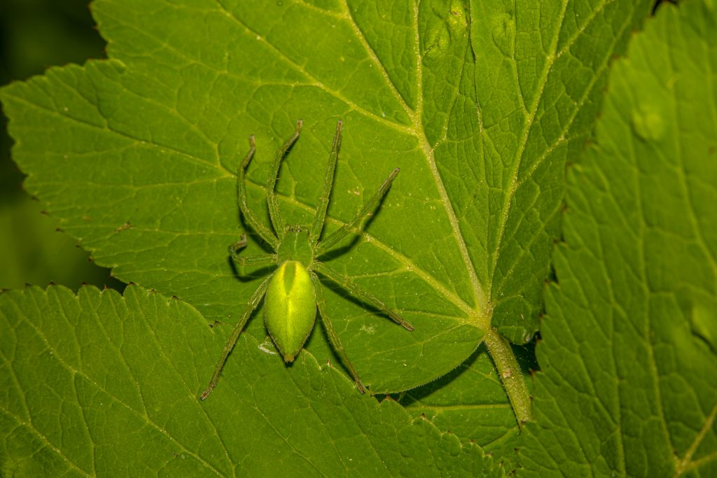 Araignée verte Micrommata virescens : une espèce fascinante à découvrir