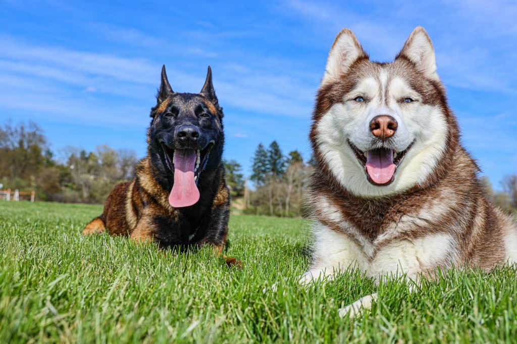 Belusky : tout savoir sur ce chien croisé malinois et husky