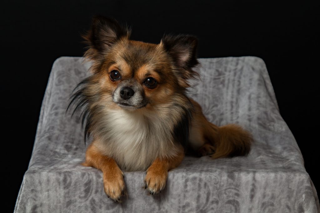 Chiens de petite taille : quelles races restent vraiment petites ?