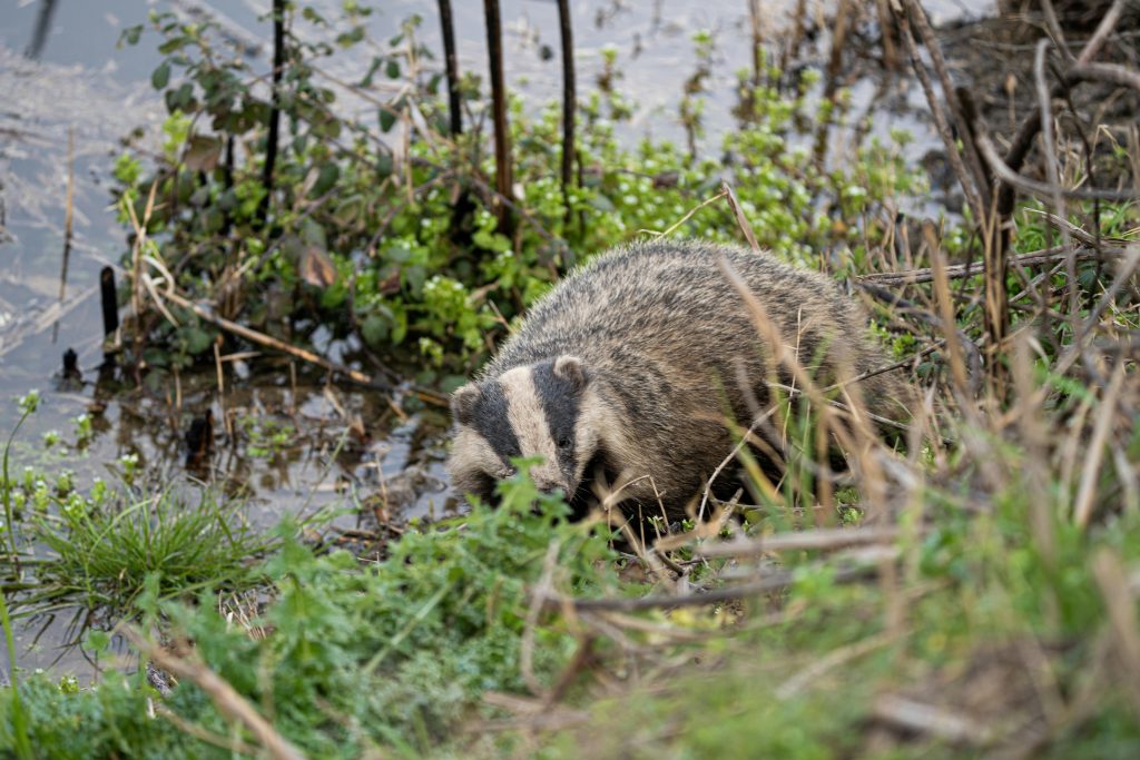 Crottes de blaireau : comment les reconnaître et à quoi servent-elles ?