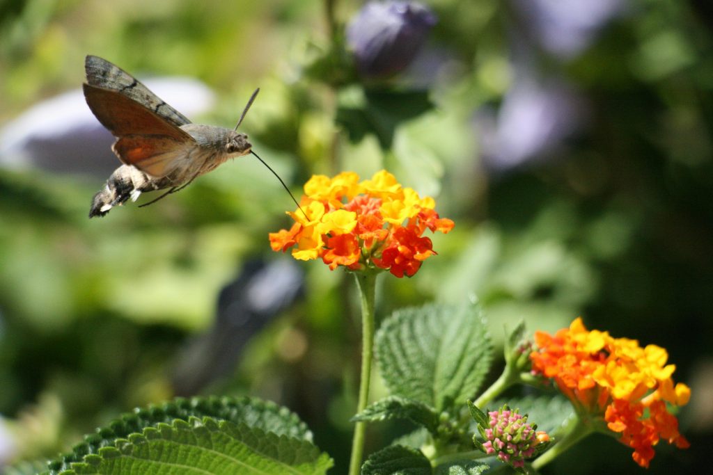 Découvrez le papillon français qui imite parfaitement un colibri