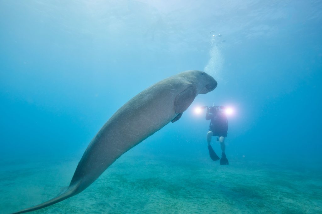 Dugong et lamantin : quelles différences entre ces mammifères marins ?