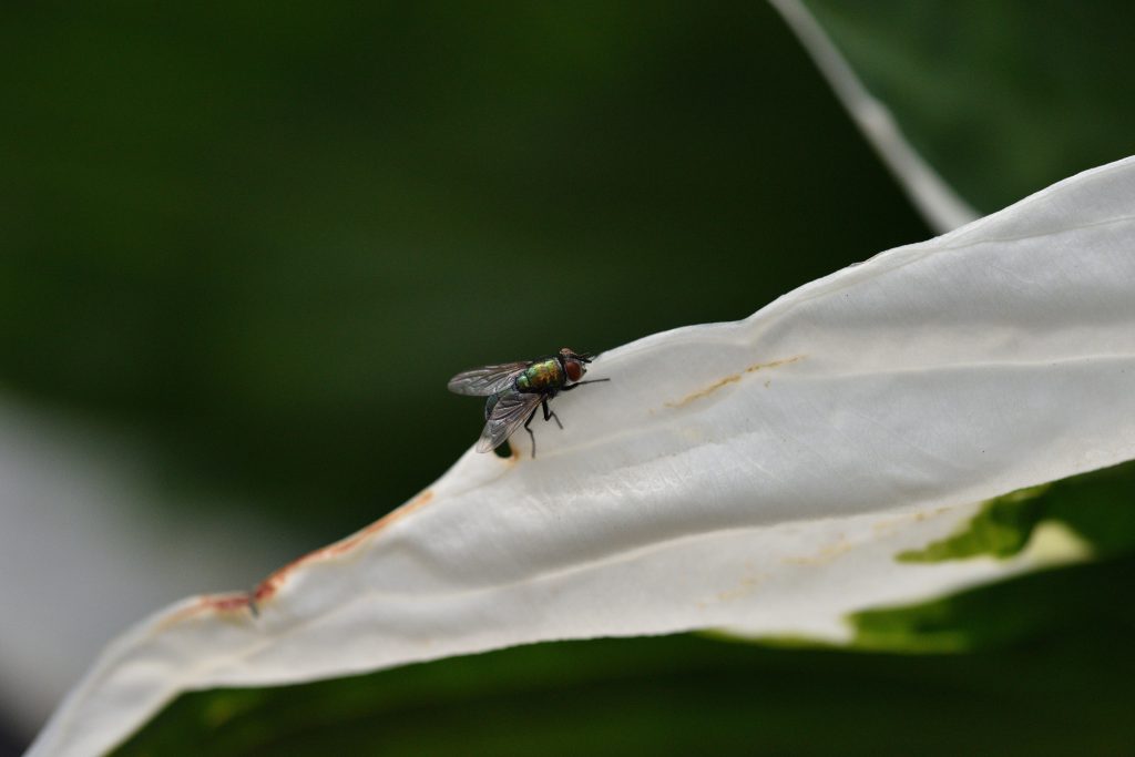 Gros insectes noirs volants : comment identifier ces espèces ?