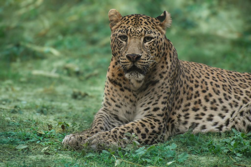 Jaguar ou léopard : quelles différences entre ces grands félins ?
