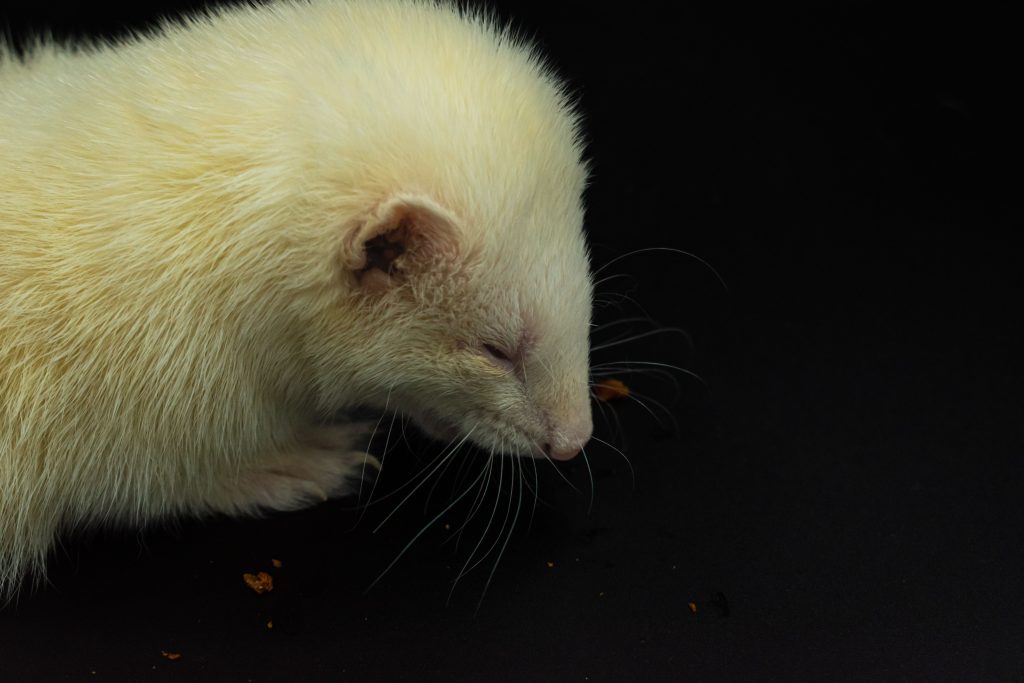 Le furet sauvage est-il dangereux pour l'homme ?