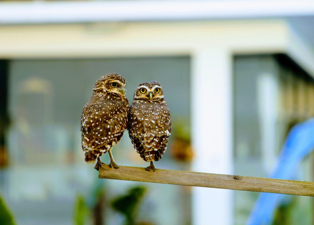 Peut-on avoir une chouette ou un hibou comme animal domestique ?
