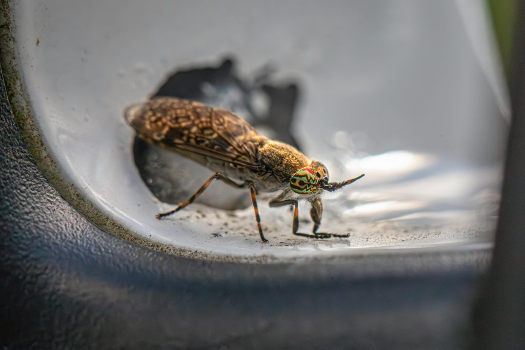 Piège à taon : comment se débarrasser de cet insecte ?