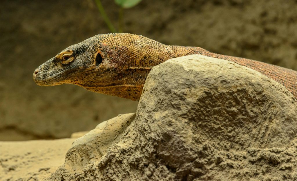 Quel est le plus grand reptile du monde ?