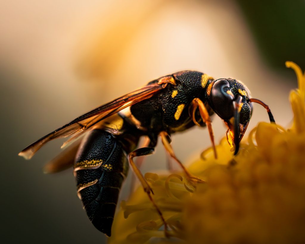 Quelle est la différence entre abeille et guêpe facilement ?