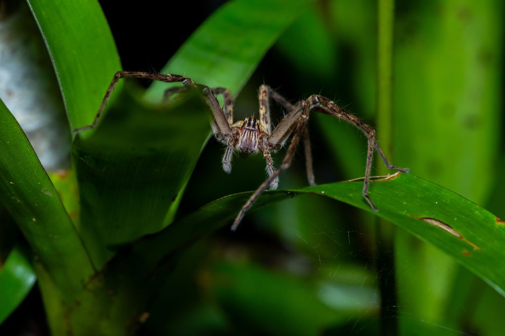 Quelle est la plus grande araignée du monde ?