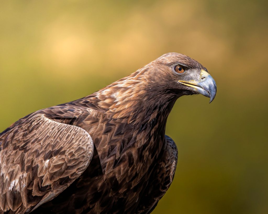 Quelle taille peut atteindre l'aigle royal dans la nature ?