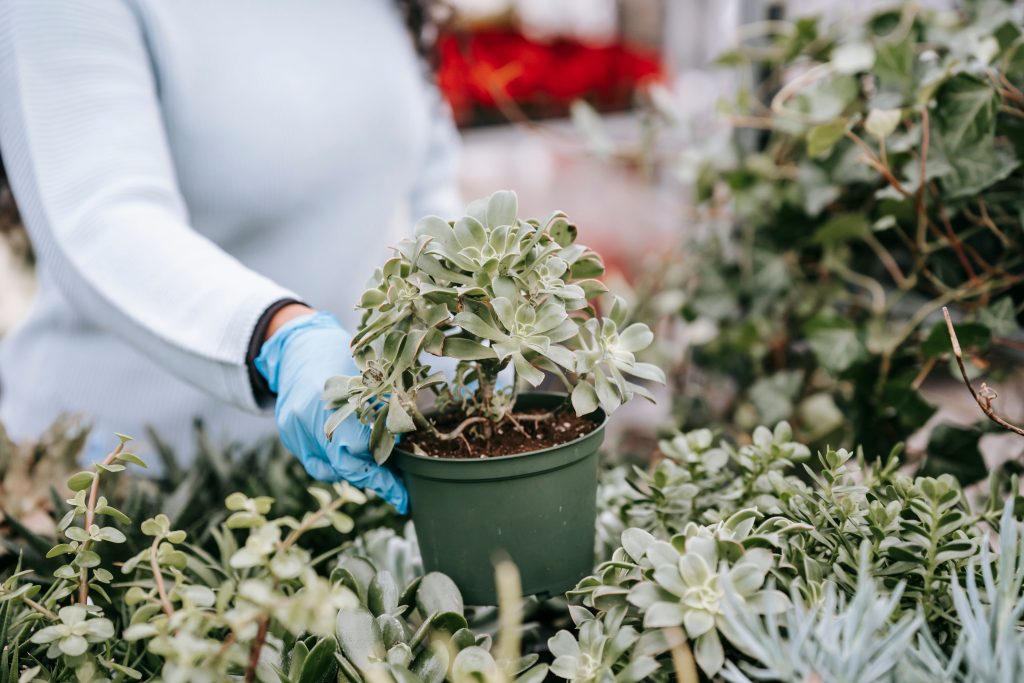 Quelles plantes choisir pour un jardin sans entretien ?