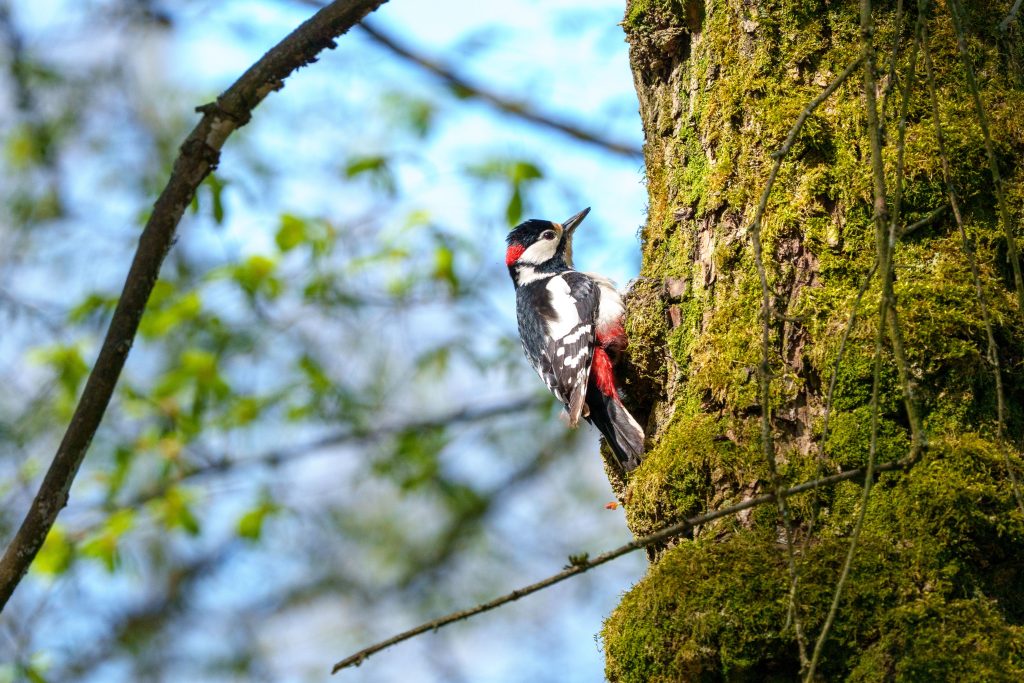 Quels animaux vivent dans la forêt ? Guide pour les observer