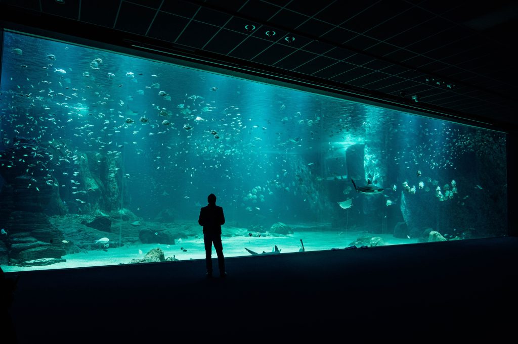 Quels sont les plus grands poissons du monde ?