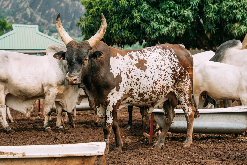 Taureau et vache : quelles différences entre ces animaux ?
