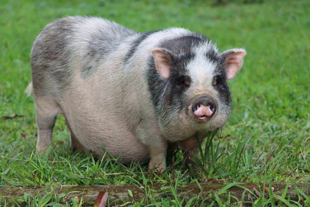 Top 10 des animaux les plus moches de la planète