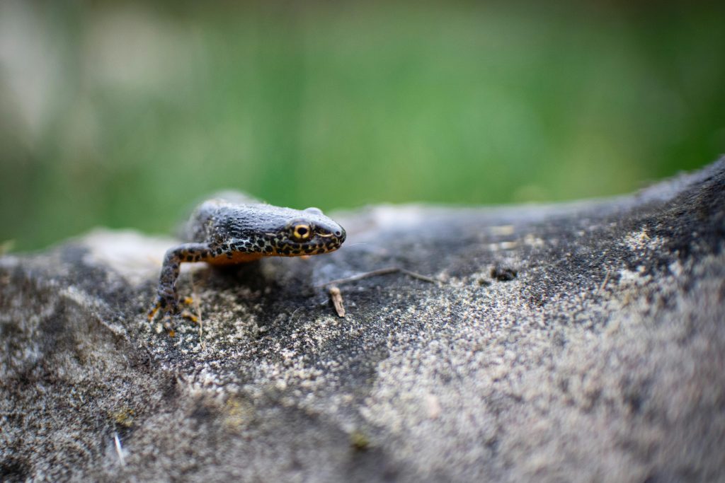 Triton ou salamandre : comment différencier ces amphibiens ?